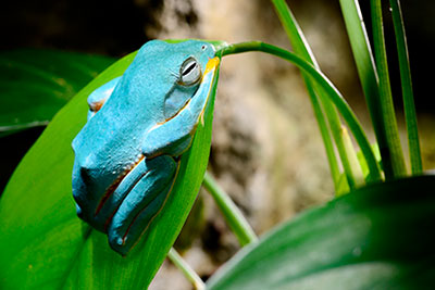 Live Amphibians, Omaha, NE