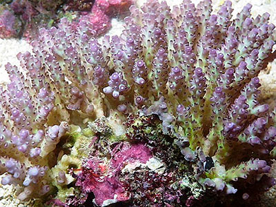 Live Coral, Omaha, NE