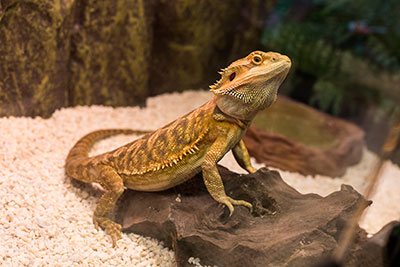 Live Reptiles, Omaha, NE