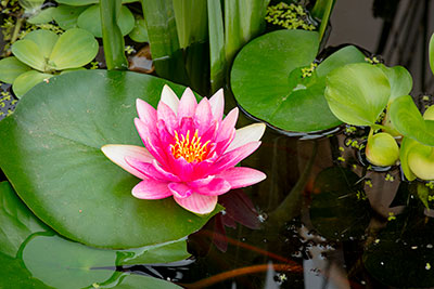 Aquarium Supplies, Omaha, NE