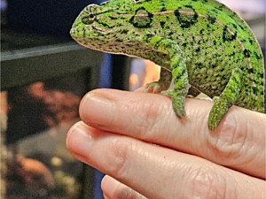 Chameleon