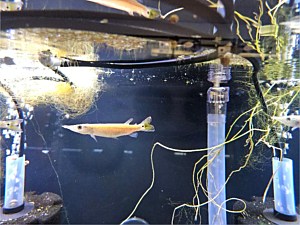 Gar