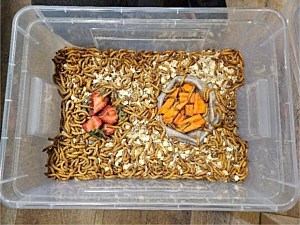 Mealworms