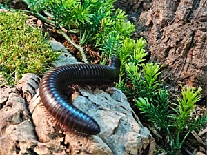 Millipede