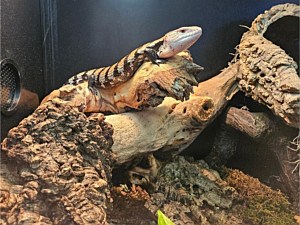 Skink