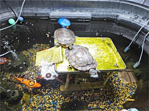 Turtles