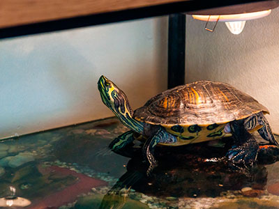 Live Turtles, Omaha, NE